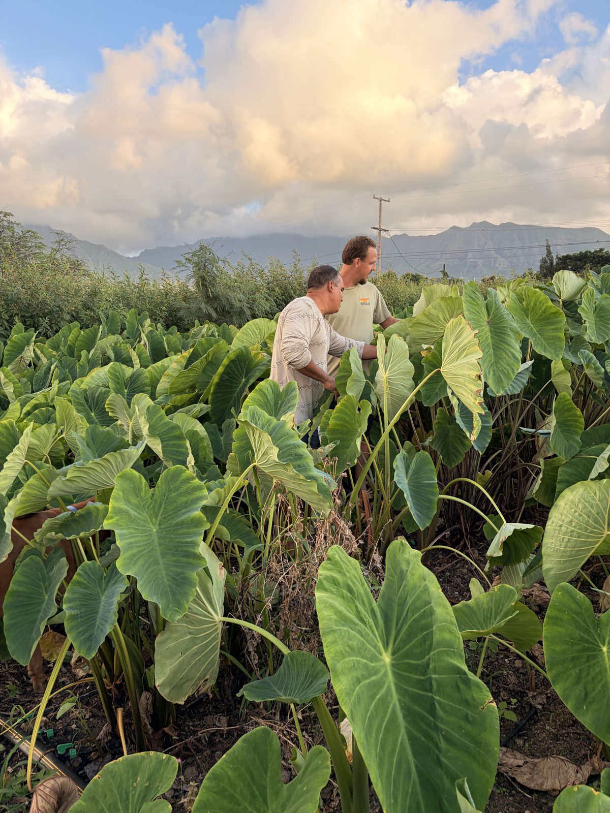 Farmers and friends together in the field during a biochar deployment, sharing the work and the moment