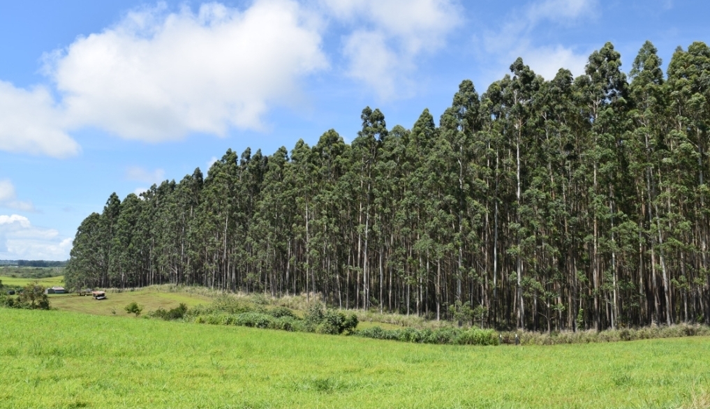 Hawaiian plantation eucalyptus grove in morning mist