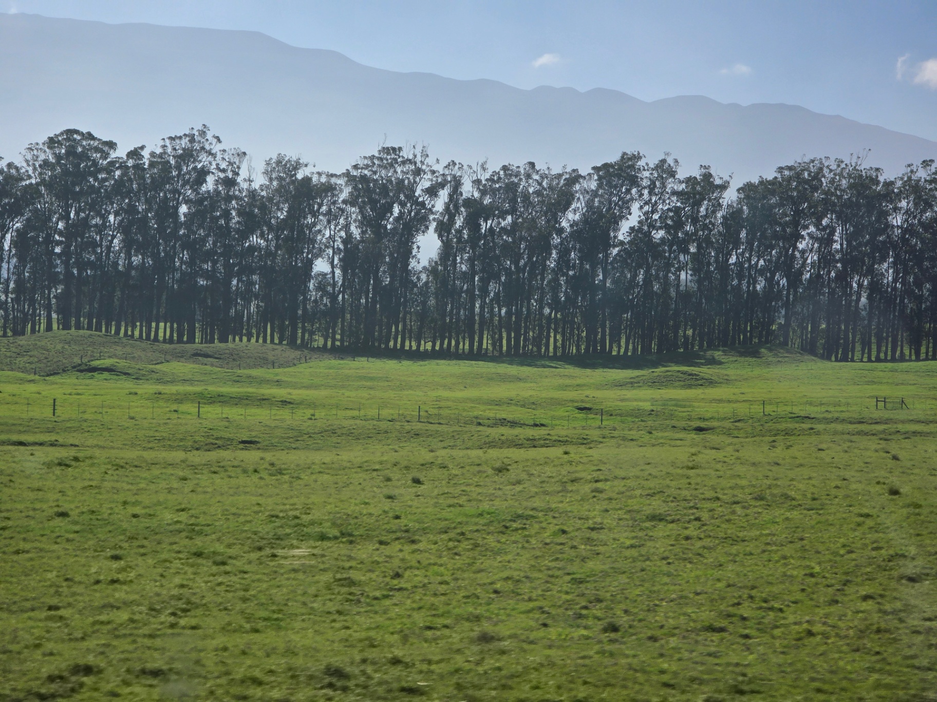 Hawaiian plantation eucalyptus grove in morning mist