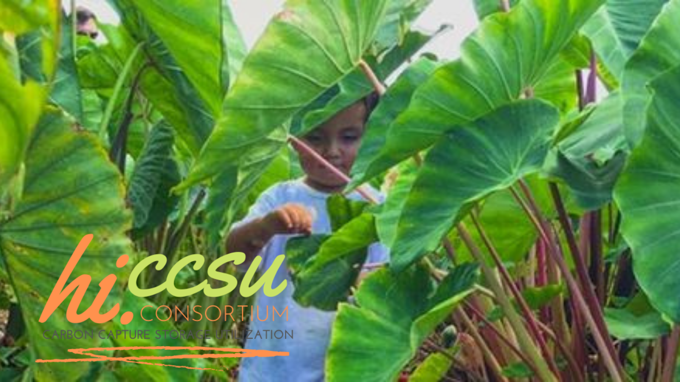 Hawaiian keiki standing among towering kalo (taro) leaves — a living symbol of intergenerational stewardship