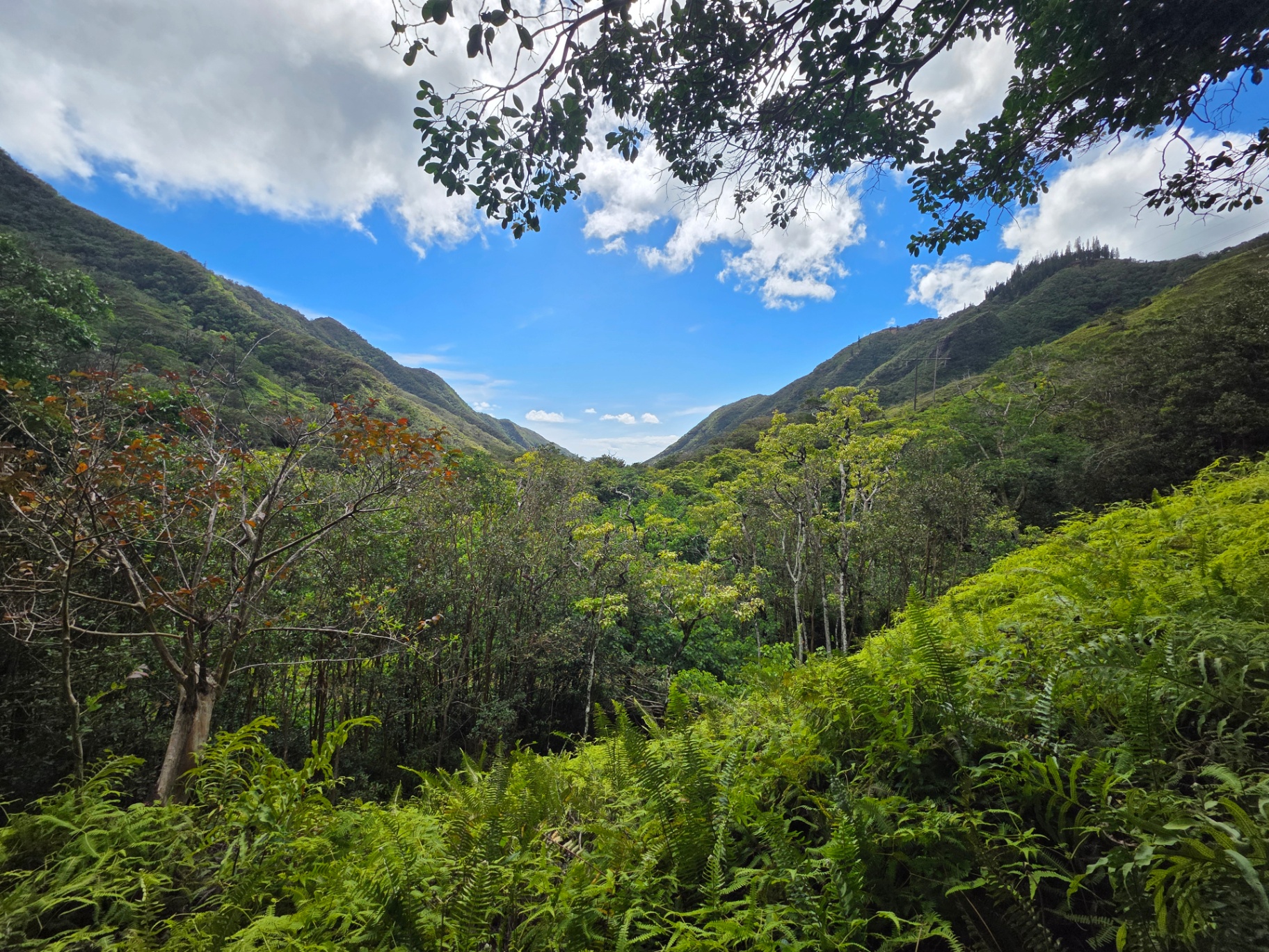 Lush mauka forest valley in Hawaiʻi — native ferns and trees rising into misted ridgelines