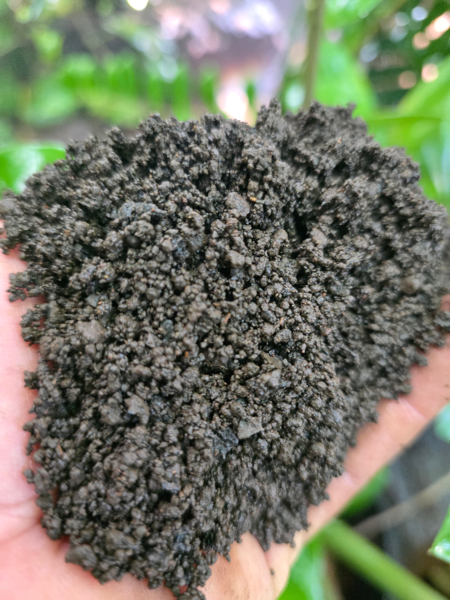 Hands cradling rich biochar-amended soil with new sprouts